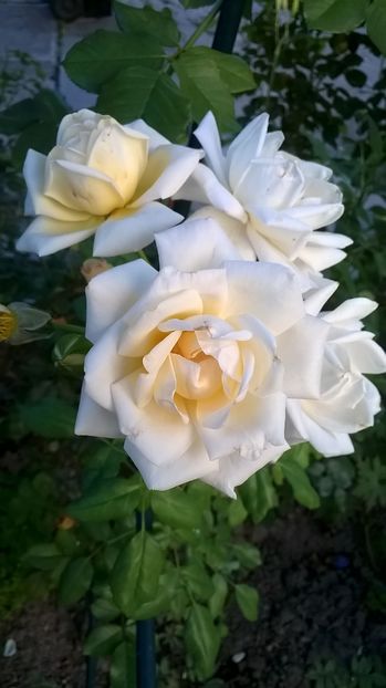 Martine Guillot; Rose Modern Shrub, Lodi-Woodbridge Rose Society, USA (2001)
