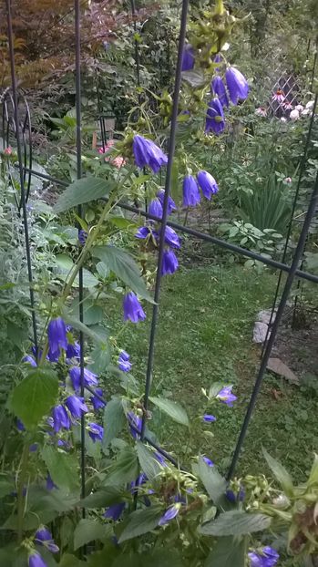  - Phlox si alte perene