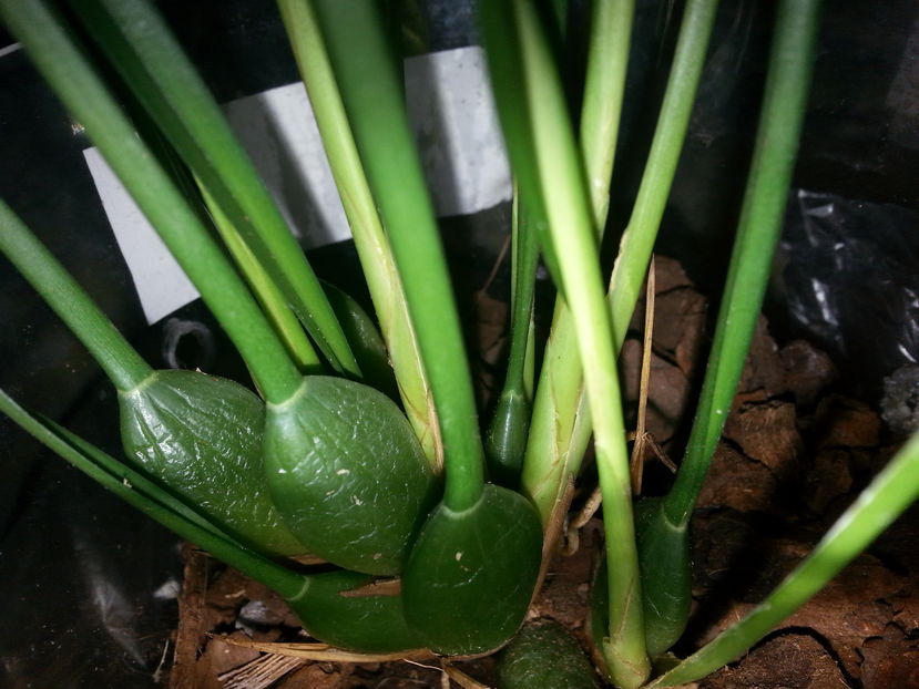 Maxillaria -teunifolia - Maxillaria teunifolia