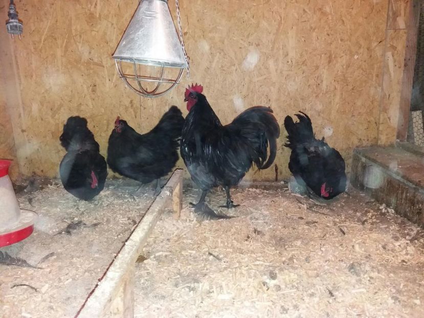 Familie australorp VÎNDUT