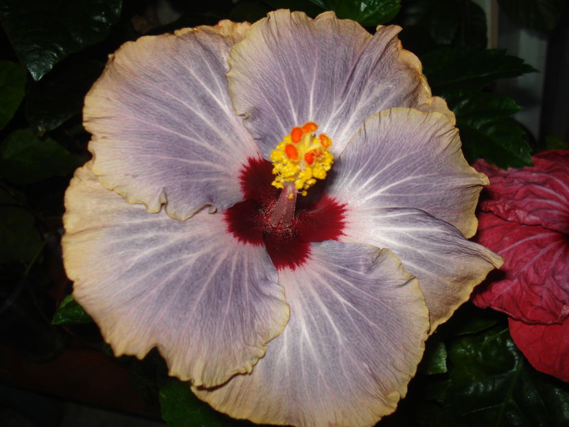  - Hibiscus Tahitian Moody Blue