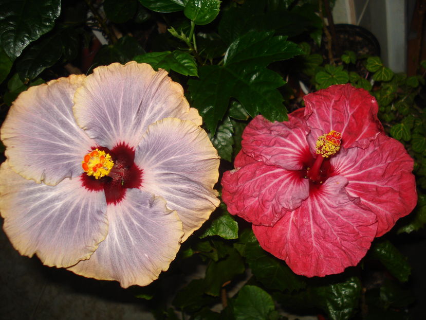  - Hibiscus Tahitian Moody Blue