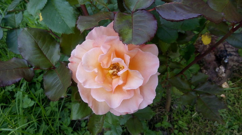 Westerland
