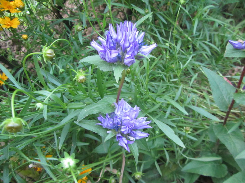 Campanula glomerata