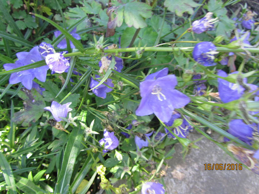 Campanula platycodon