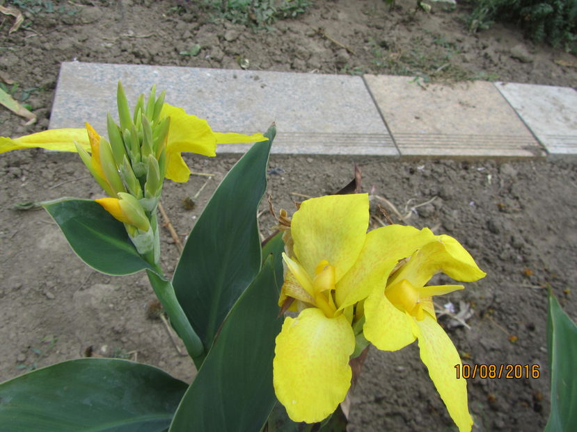 Canna (3)