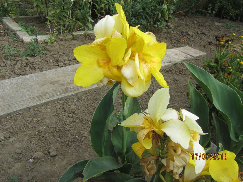 Canna - 2 vara