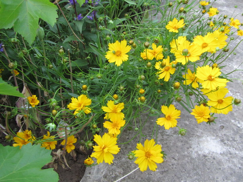 Coreopsis grandiflora (2)