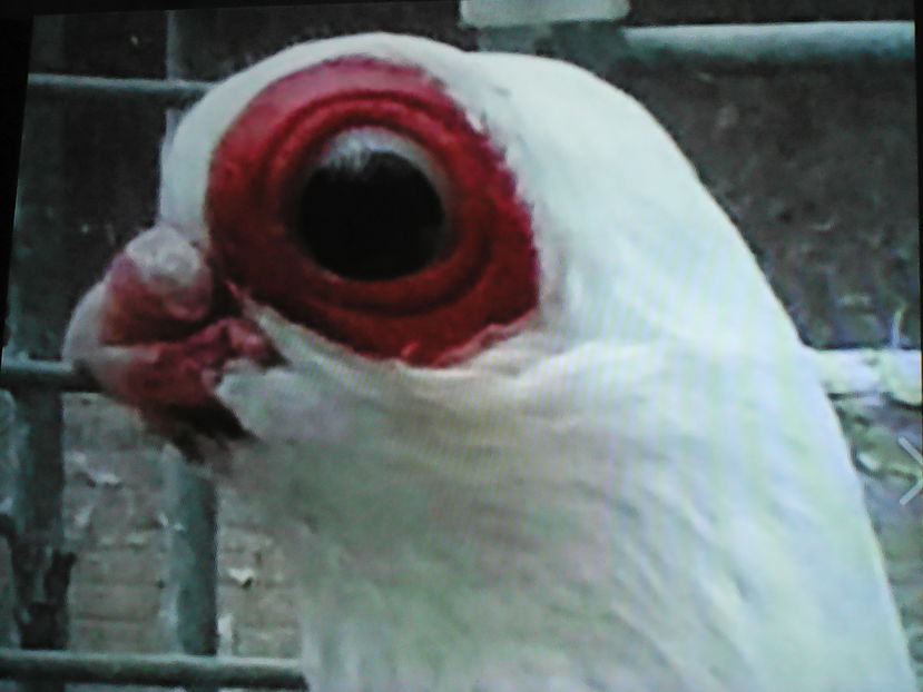 trimis de Curt din Anverp Belgia - SELECTIV