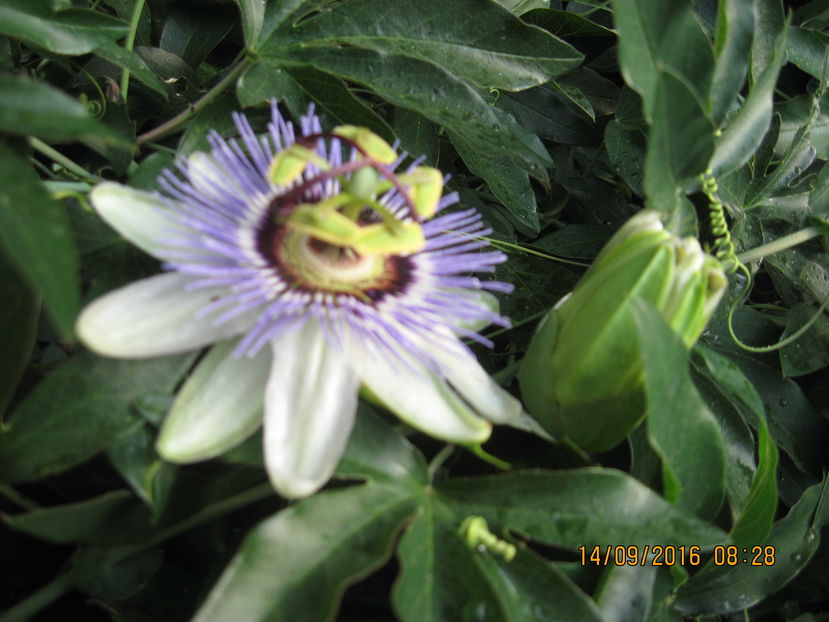 Picture 7315 - Passiflora caerulea