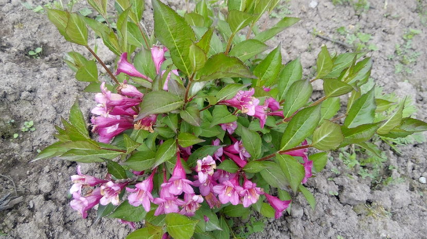 WEIGELA-PINK QUEEN - WEIGELA