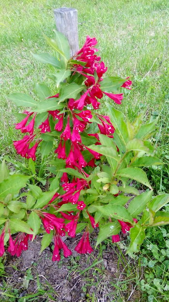 WEIGELLA RED PRINCESS - WEIGELA