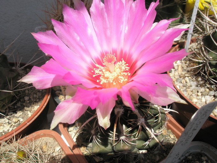 Thelocactus bicolor v. commodus - 10.06; Plants from 2006
