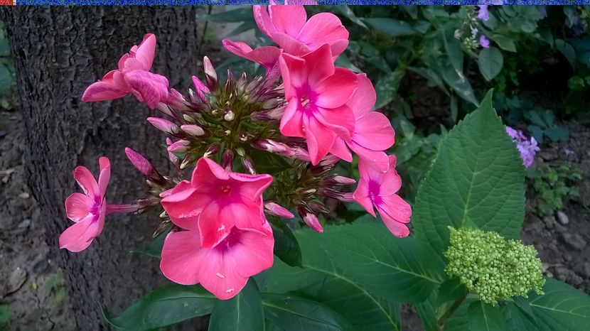  - Phlox si alte perene