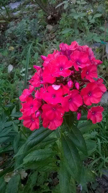  - Phlox si alte perene