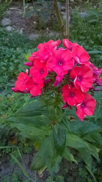  - Phlox si alte perene