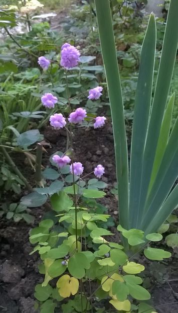 Thalictrum Delavayi - Phlox si alte perene