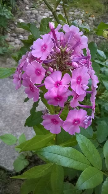  - Phlox si alte perene