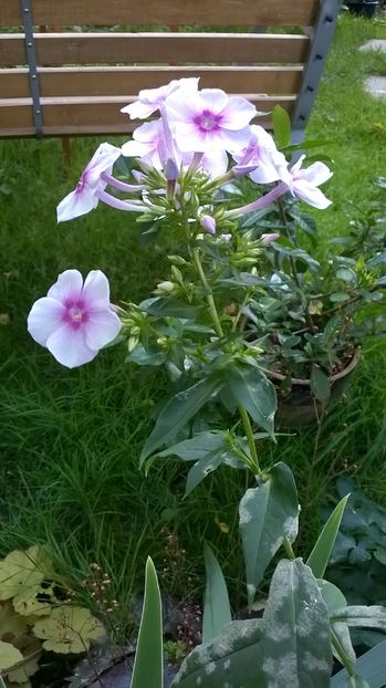  - Phlox si alte perene
