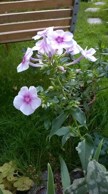  - Phlox si alte perene
