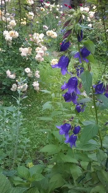 Campanula Sarastro - Phlox si alte perene