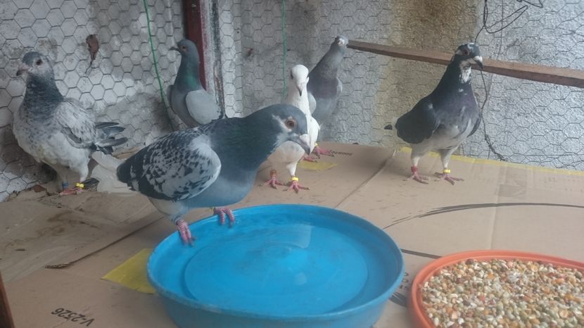  - Porumbei