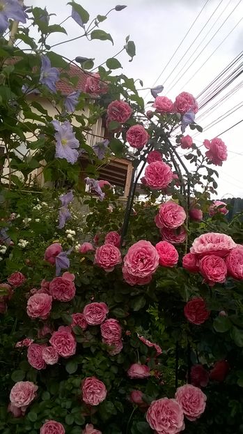  - Leonardo da Vinci Cl