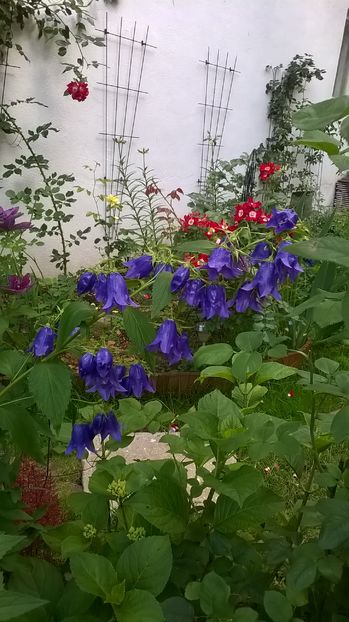  - Phlox si alte perene