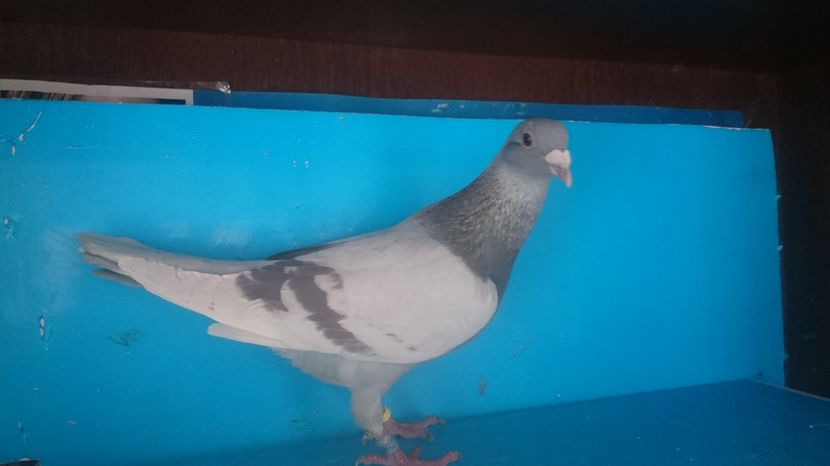  - Porumbei