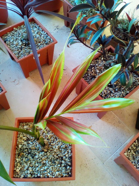  - plantutele mele