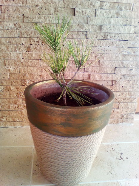  - plantutele mele