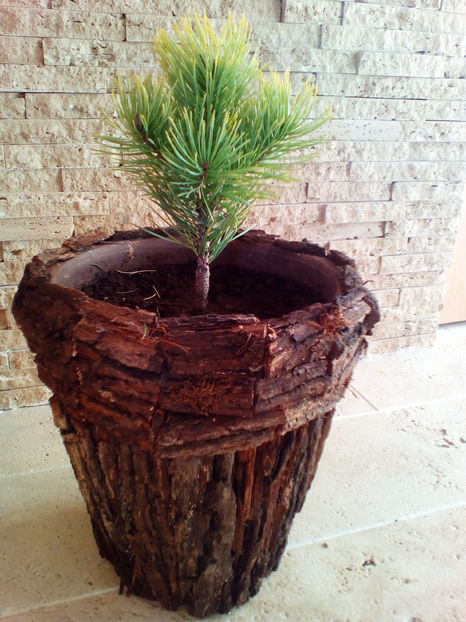  - plantutele mele