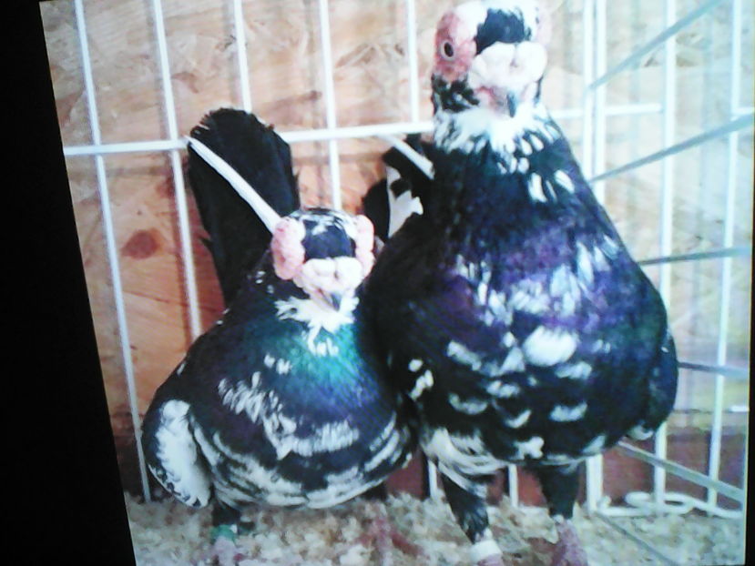  - B E R B E R I  ---    BARBS  PIGEONS