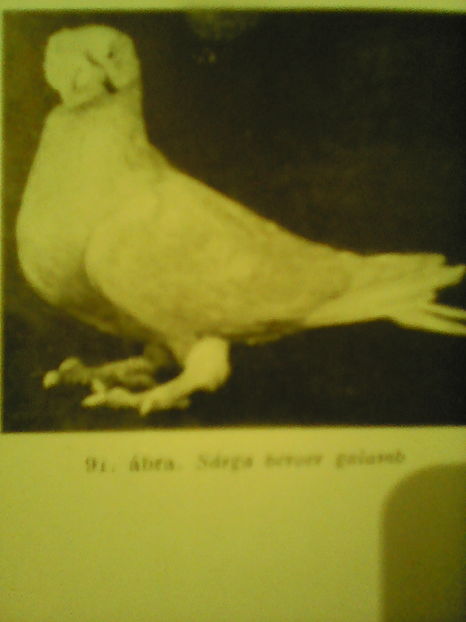 BERBER GALBEN  1963 Peteorfi Ştefan