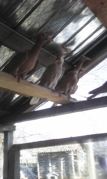  - Tineret 2016 DE VANZARE