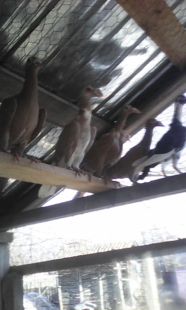  - Tineret 2016 DE VANZARE