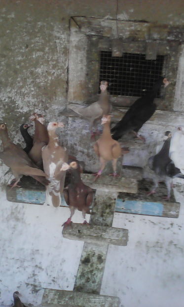  - Tineret 2016 DE VANZARE