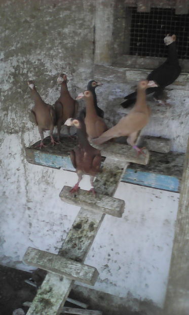  - Tineret 2016 DE VANZARE