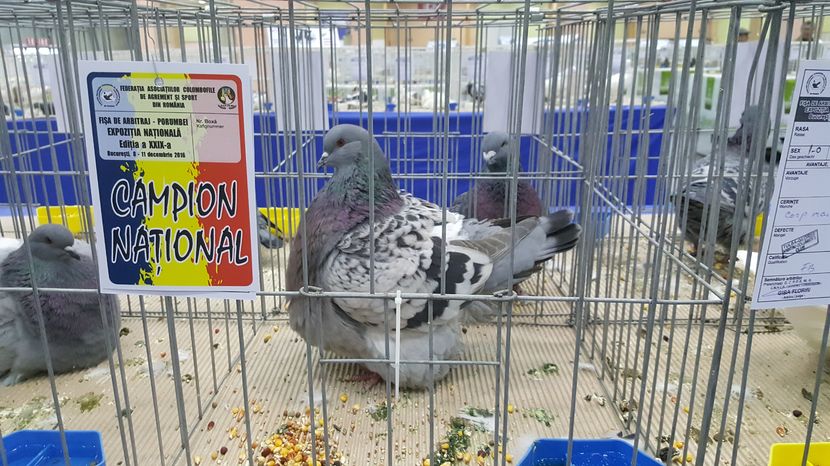 2016-12-09 14.53.44 - 1-campionii la porumbei