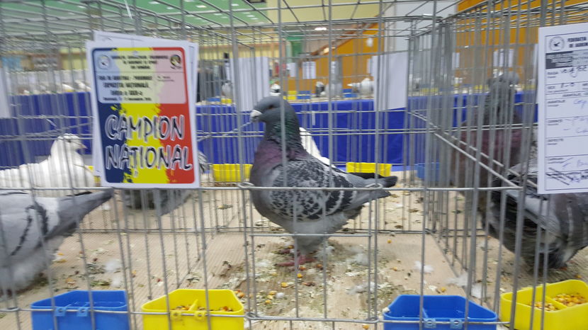2016-12-09 14.54.58 - 1-campionii la porumbei