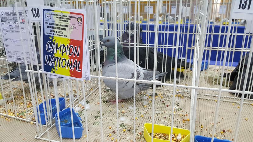 2016-12-09 14.55.30 - 1-campionii la porumbei