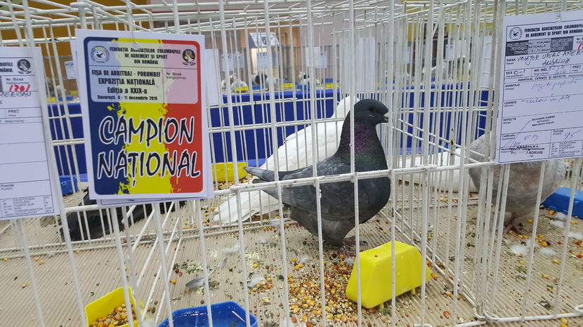 2016-12-09 14.55.34 - 1-campionii la porumbei