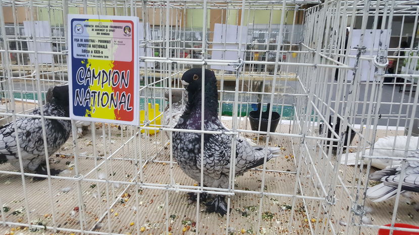 2016-12-09 15.07.07 - 1-campionii la porumbei