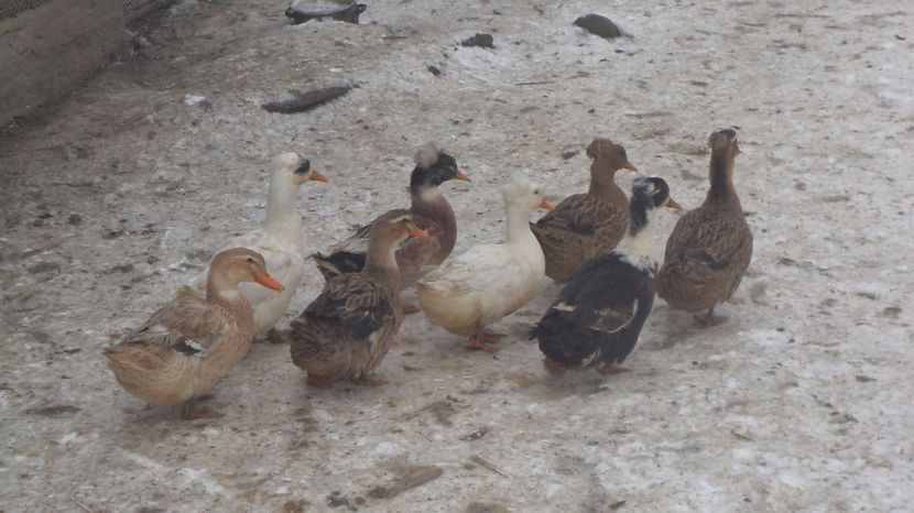 LOTU ACTUAL 2016 DECEMBRIE