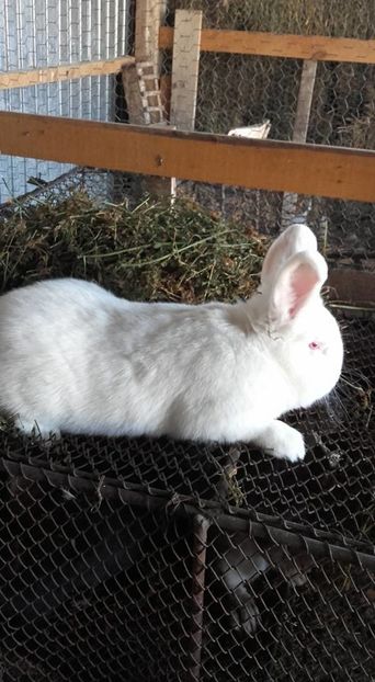 15400455_1127293110722860_2288520282544410297_n