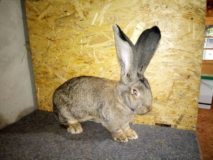 RO126  2639; Productie proprie !
RO 126 2639

Tata:RO 23. 11539
Dancea Florin
96.5 - P Expo. Oradea

Mama:H15 R950
Saramek Ferenc
96.5 -P Expo. Nat. Ungaria 2015
