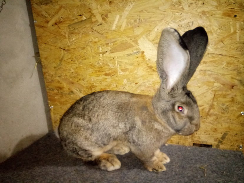 RO126 (95.5-p Expo.Nationala Bucuresti 2016 !!! 95.5-p Expo Crisana 2016 !!!