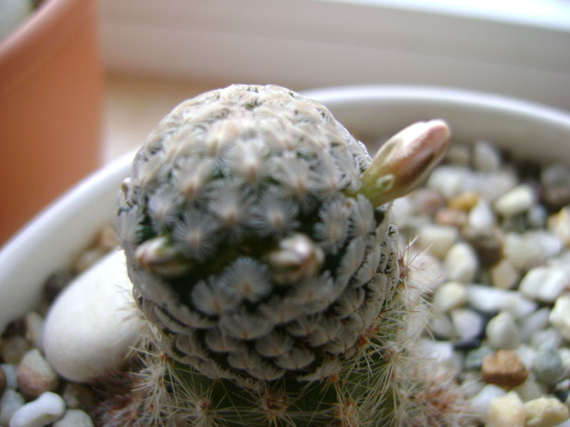 Mammillaria sanchez-mejoradae; 8 dec. 2016
