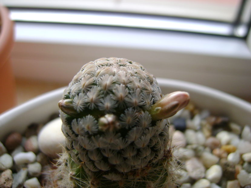 Mammillaria sanchez-mejoradae; 8 dec. 2016
