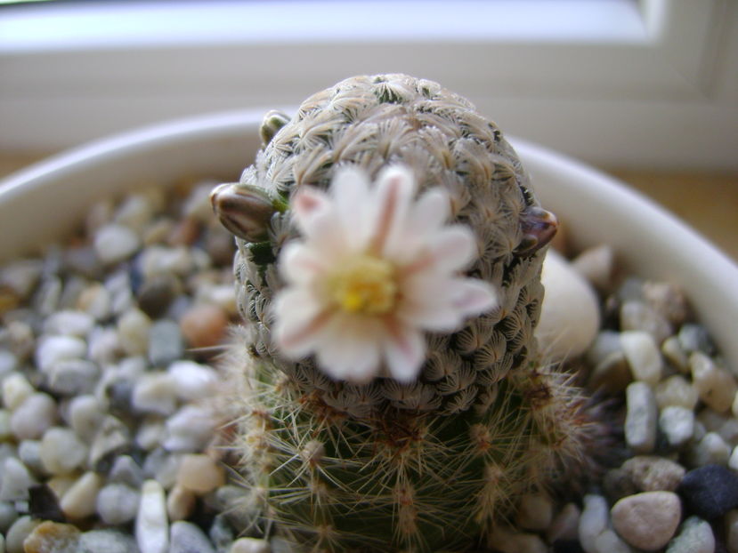 Mammillaria sanchez-mejoradae; 10 dec. 2016
